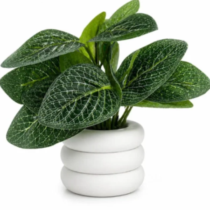 Store mini green desk plant